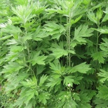 艾草种籽四季种植食用艾蒿野生药用青团艾草驱蚊草盆栽蕲艾种