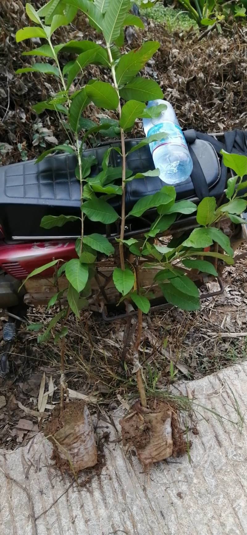 珍珠，西瓜巴乐，红宝石番石榴苗