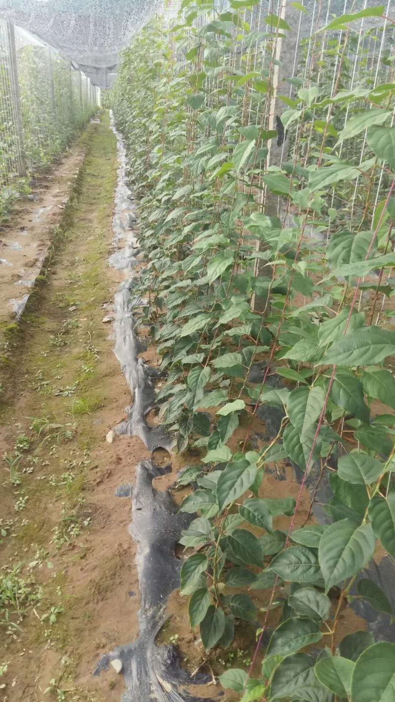 软枣猕猴桃苗。大量出售嫁接苗。扦插苗。需要的联系。