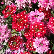 混色美女樱种子四季易种观赏花卉阳台花种子美人樱盆栽植