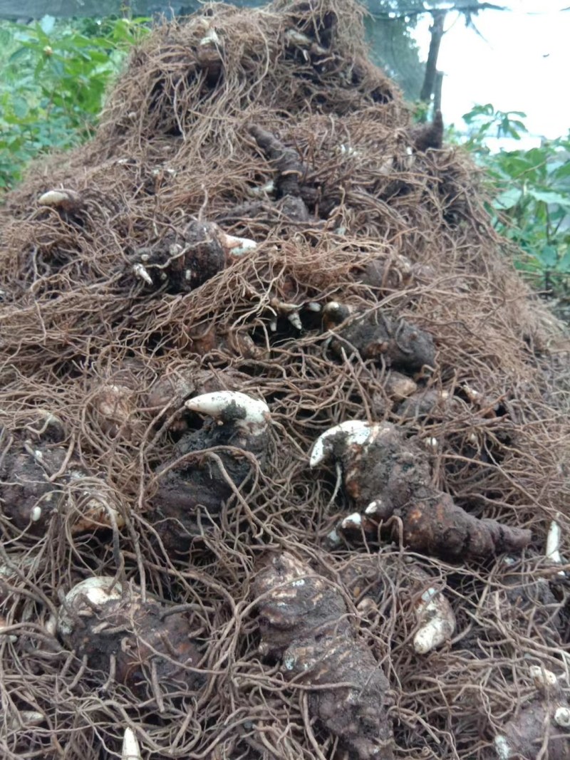 云南丽江滇重楼块茎成品，，漂亮含量高