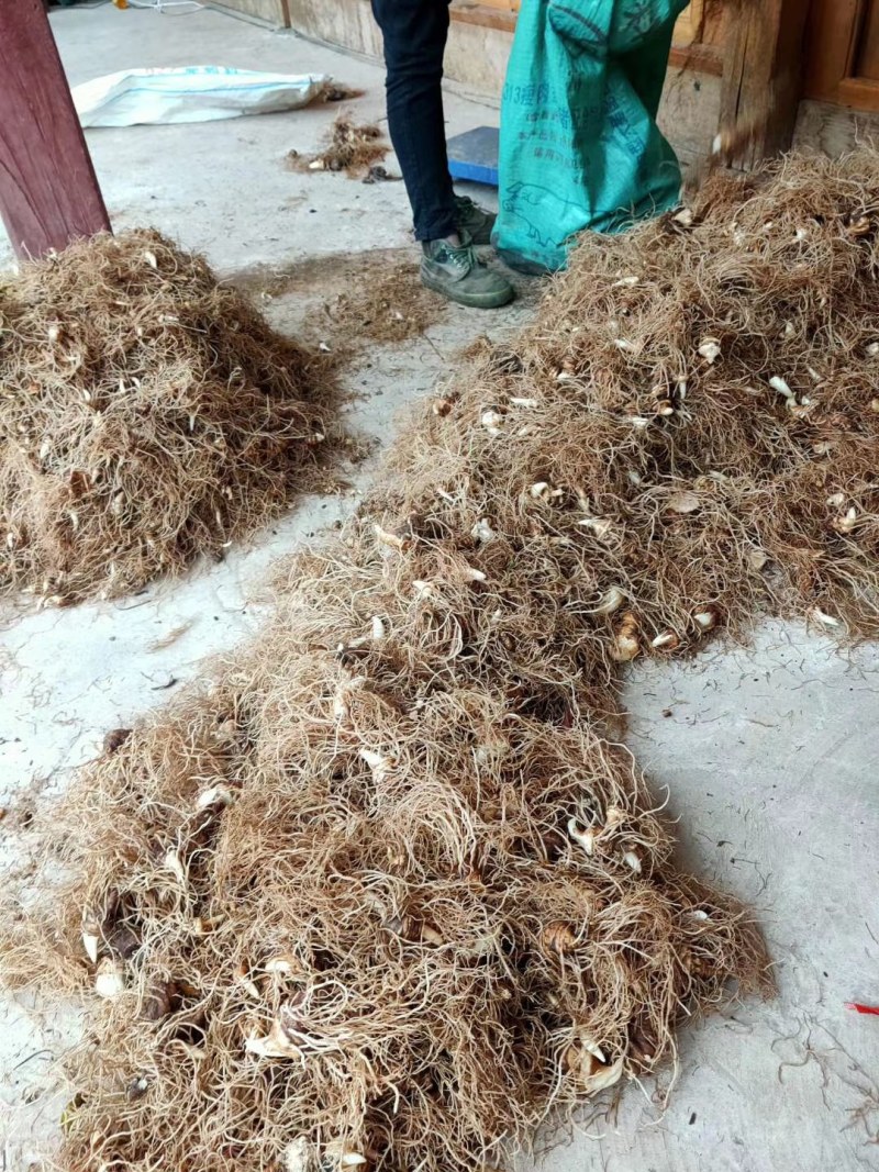 云南丽江滇重楼块茎成品，，漂亮含量高