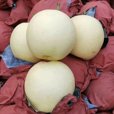 大量长年供应各种梨，欢迎光临