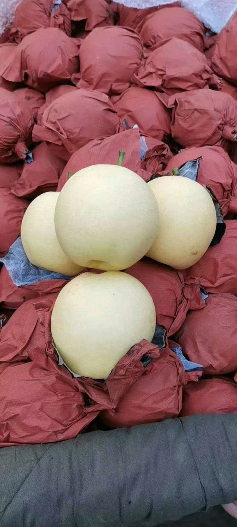 大量长年供应各种梨，欢迎光临