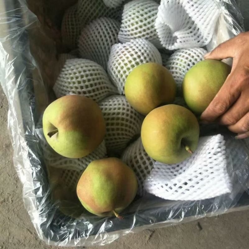 大量长年供应各种梨，欢迎光临