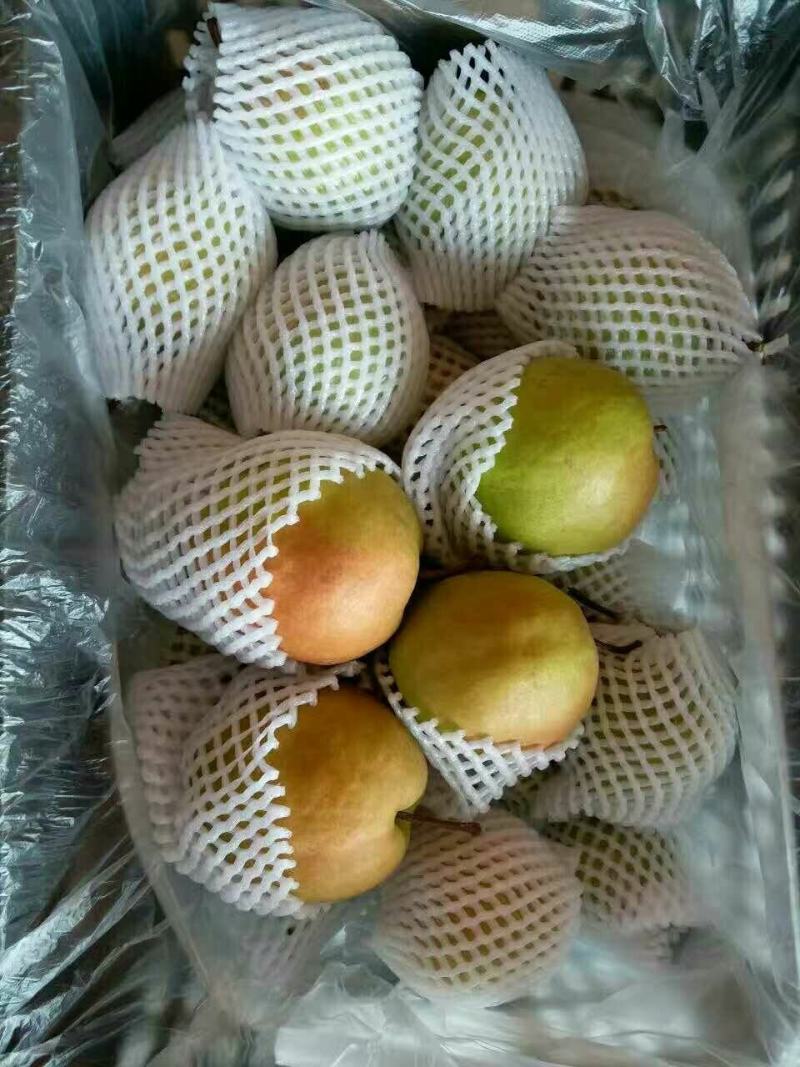 大量长年供应各种梨，欢迎光临