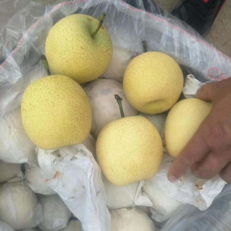 大量长年供应各种梨，欢迎光临