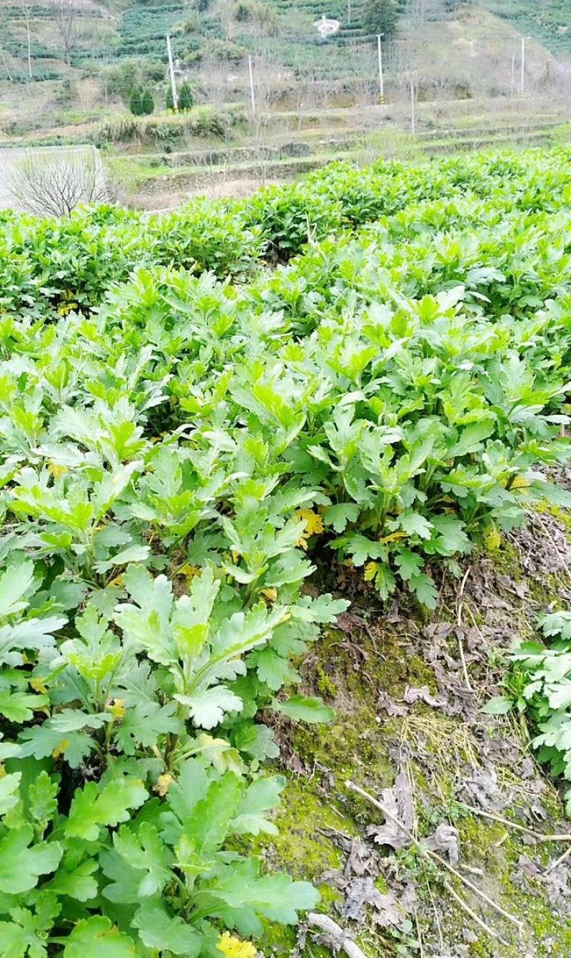 黄山基地大量供应大板七月菊苗，免费技术指导，包回收