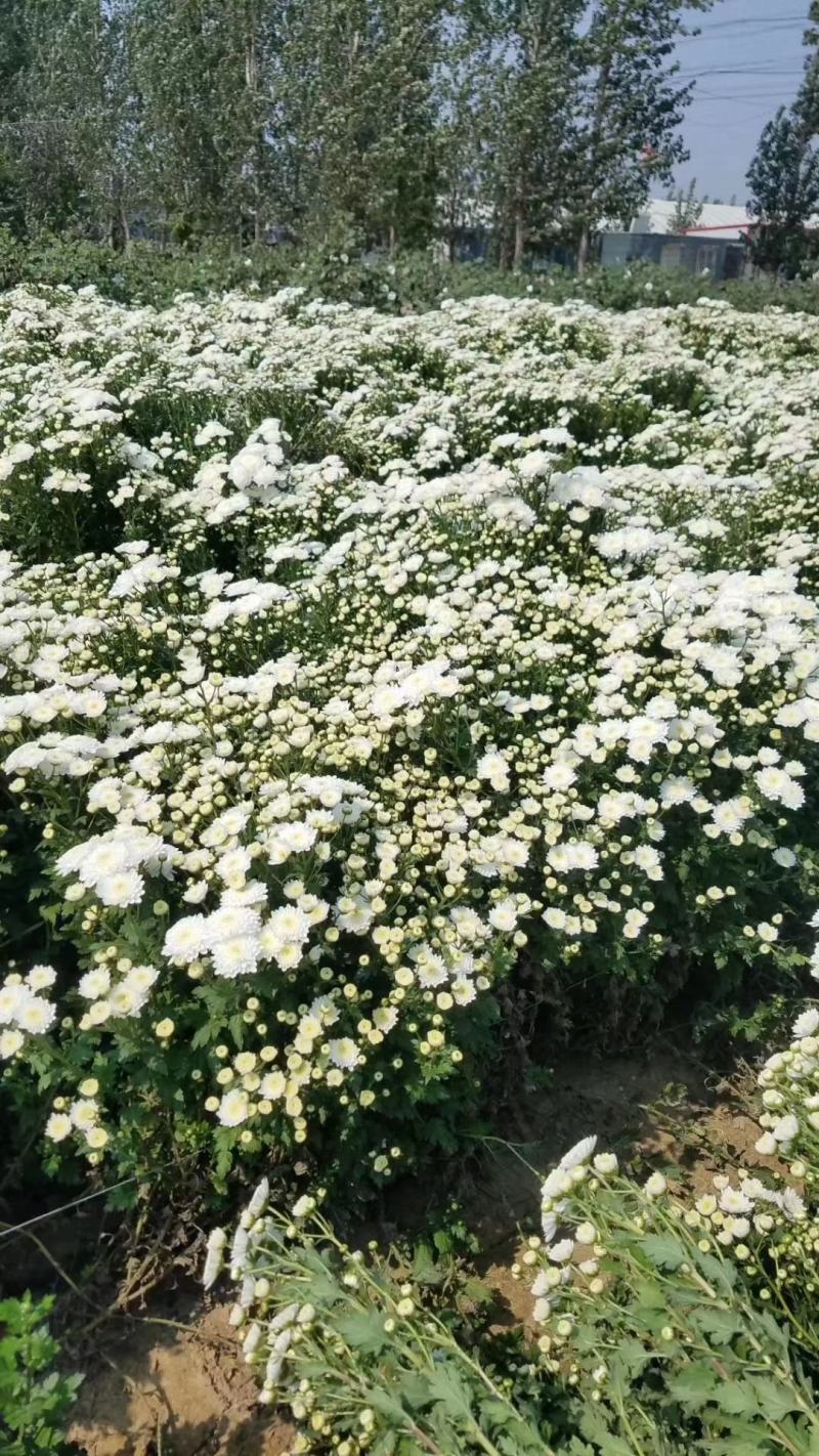 黄山基地大量供应大板七月菊苗，免费技术指导，包回收