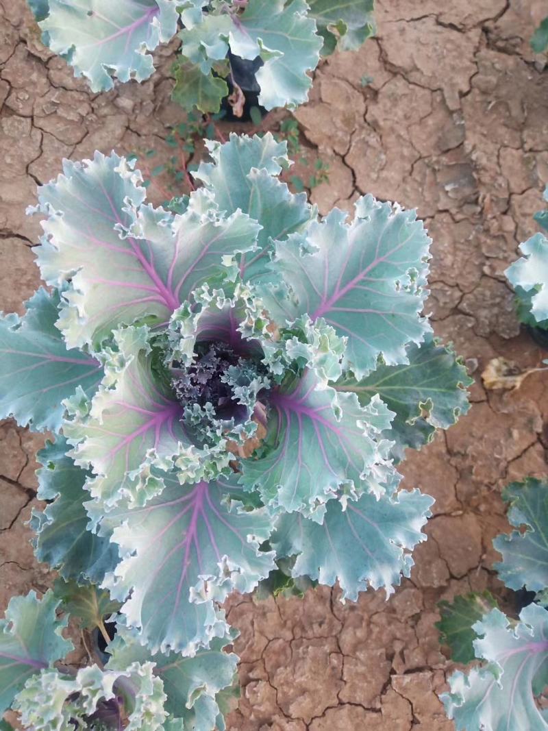 羽衣甘蓝！冬季草花！冬季绿化工程专用苗木！基地供应