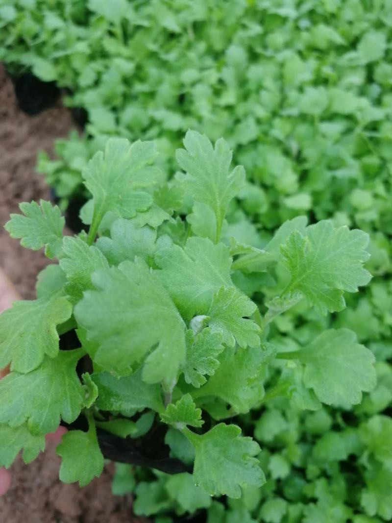 波斯菊，金鸡菊！金盏菊！地被菊种植基地绿化工程专用苗木