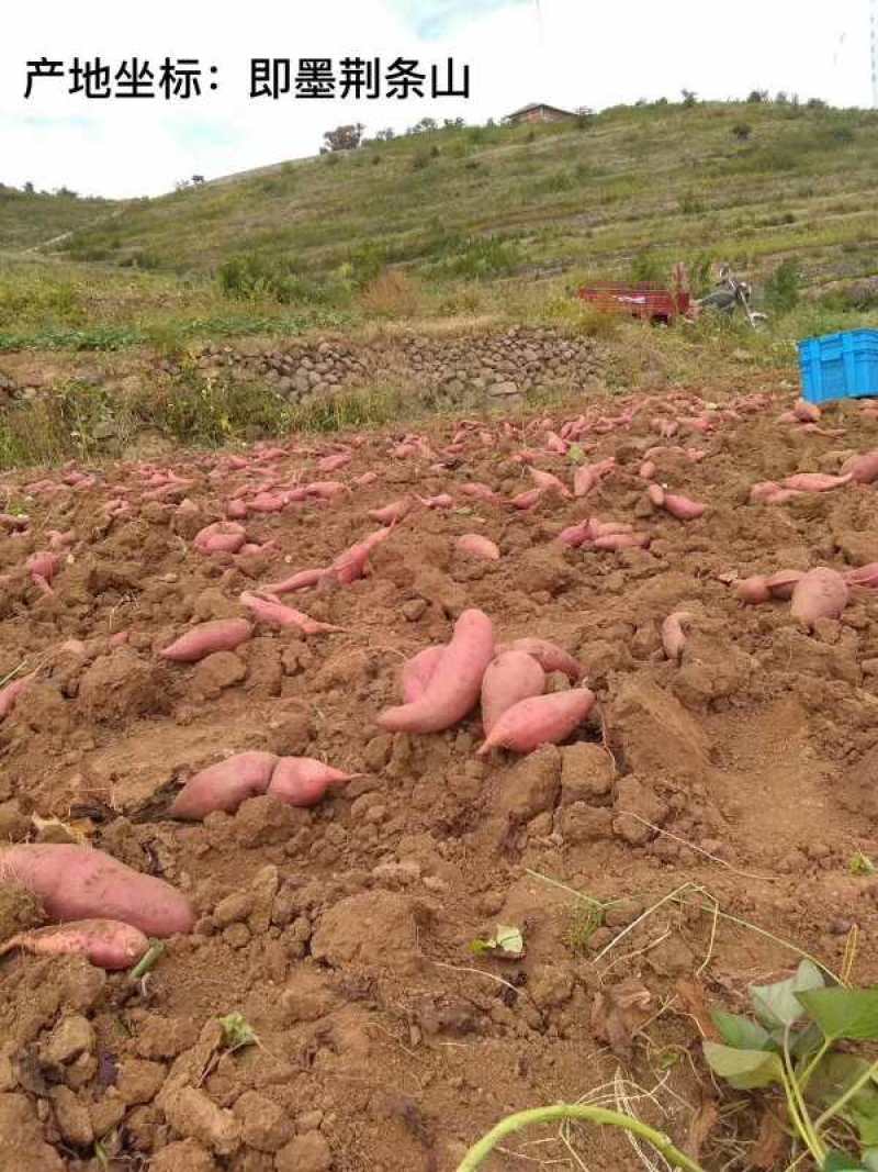 即墨丰城北芦西瓜红地瓜