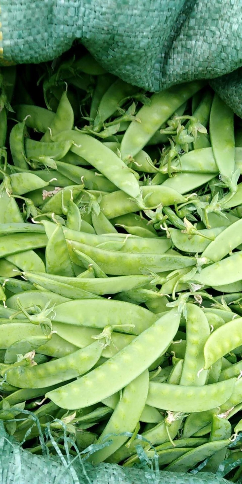荚豆，，大量上市，大条小条都有，颜绿，无干花