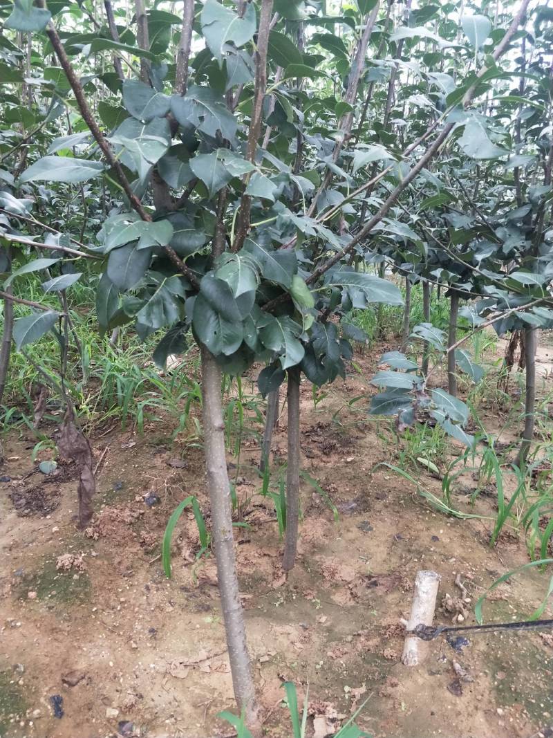 秦皇岛李子树2—3—4公分李子树
