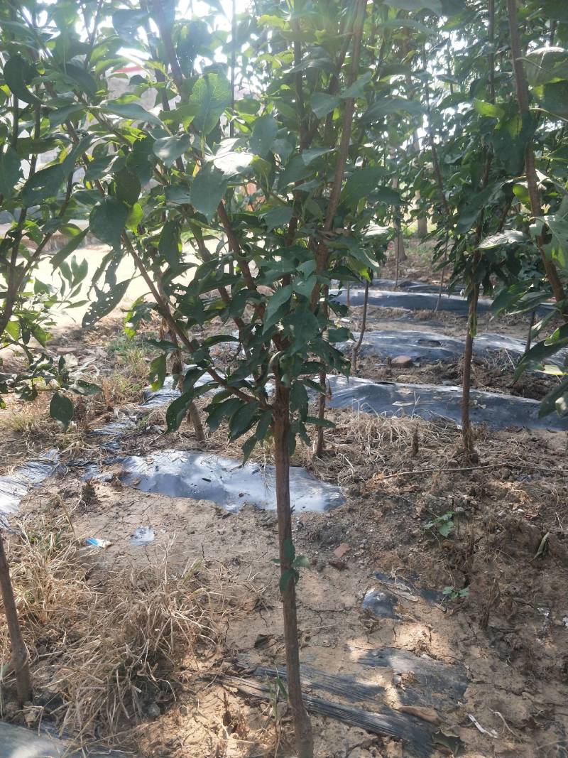 秦皇岛李子树2—3—4公分李子树