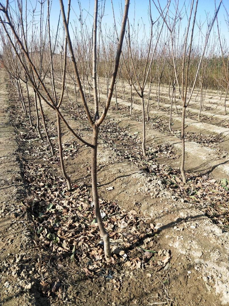 秦皇岛李子树2—3—4公分李子树