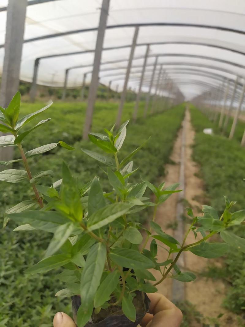 千屈菜！宿根草花！地被草花！种植基地！绿化工程专用地被