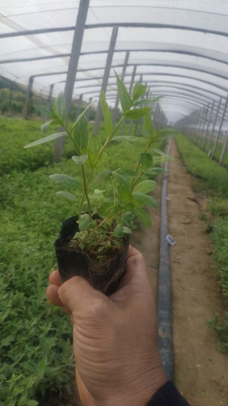 千屈菜！宿根草花！地被草花！种植基地！绿化工程专用地被