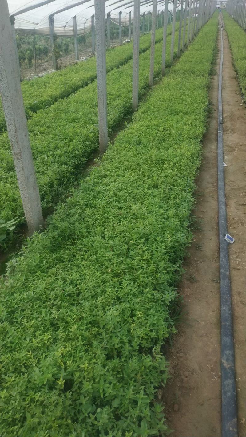 千屈菜！宿根草花！地被草花！种植基地！绿化工程专用地被