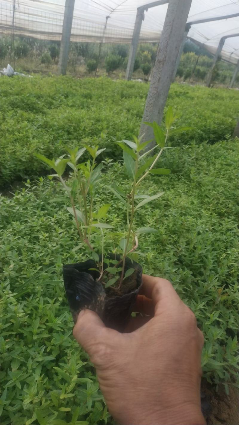 千屈菜！宿根草花！地被草花！种植基地！绿化工程专用地被