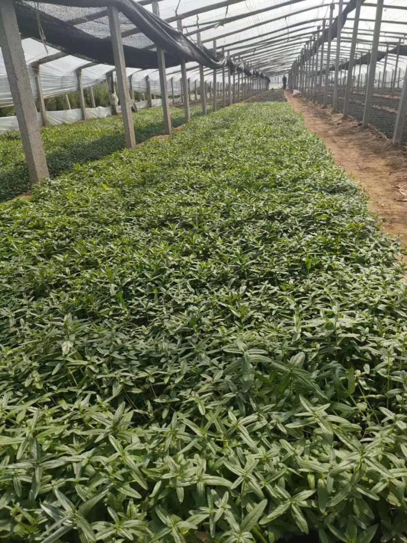 千屈菜！宿根草花！地被草花！种植基地！绿化工程专用地被