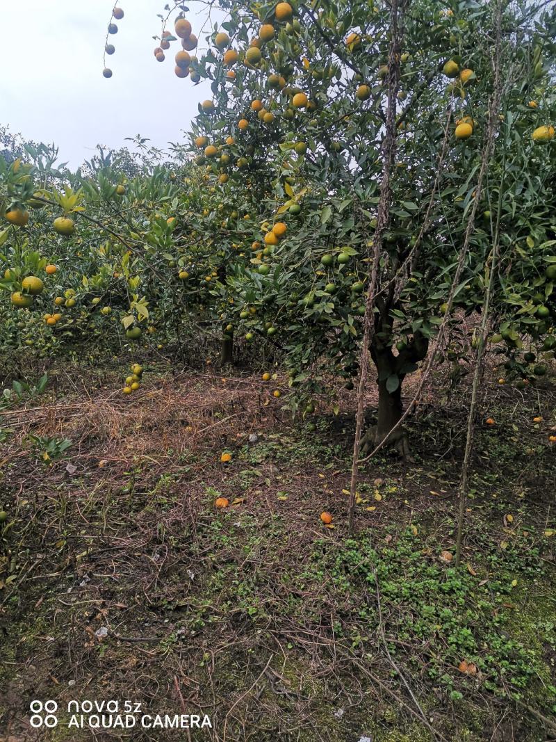 香橙种子，正宗资阳香橙种子，假一赔十