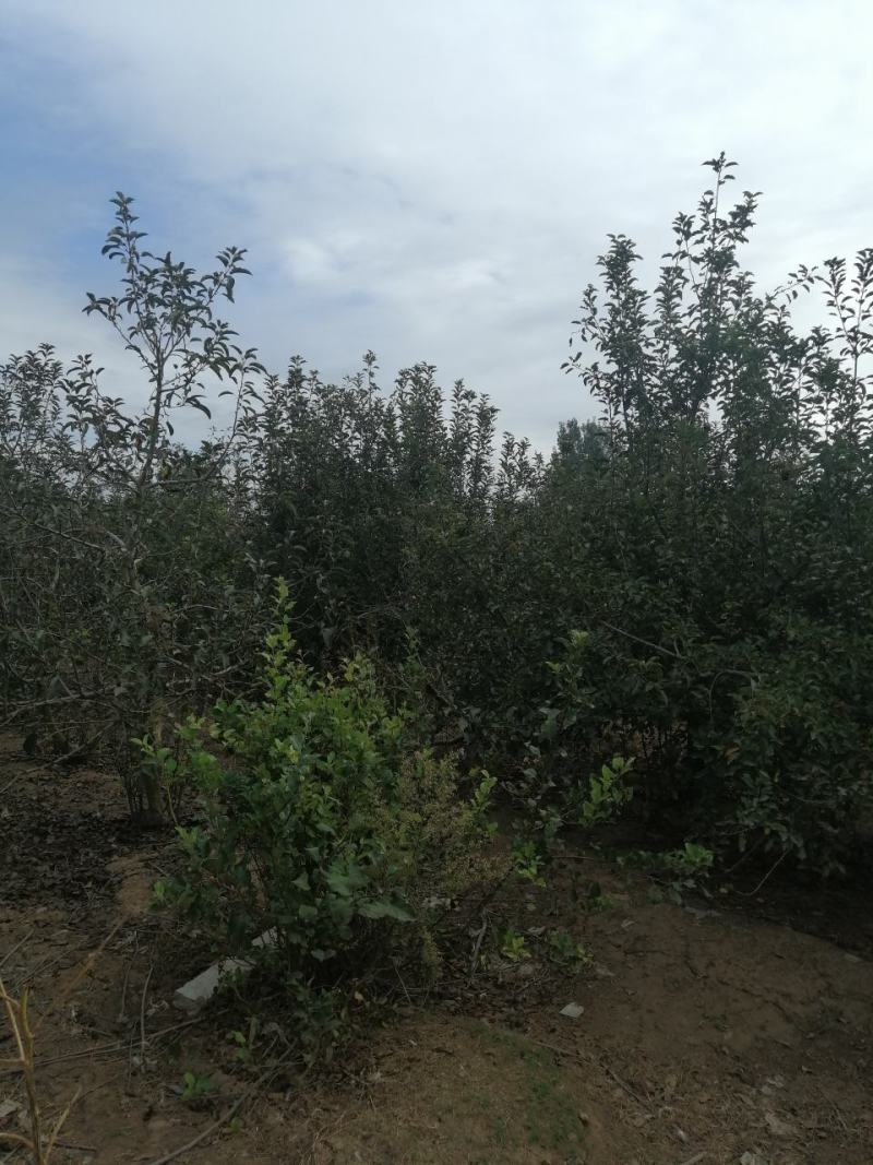 七年苹果树有要的请联系我
