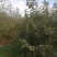 七年苹果树有要的请联系我