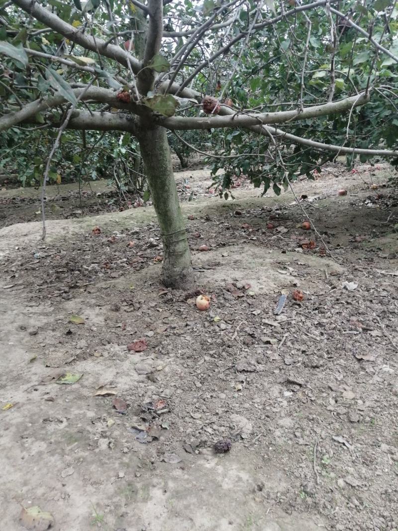七年苹果树有要的请联系我