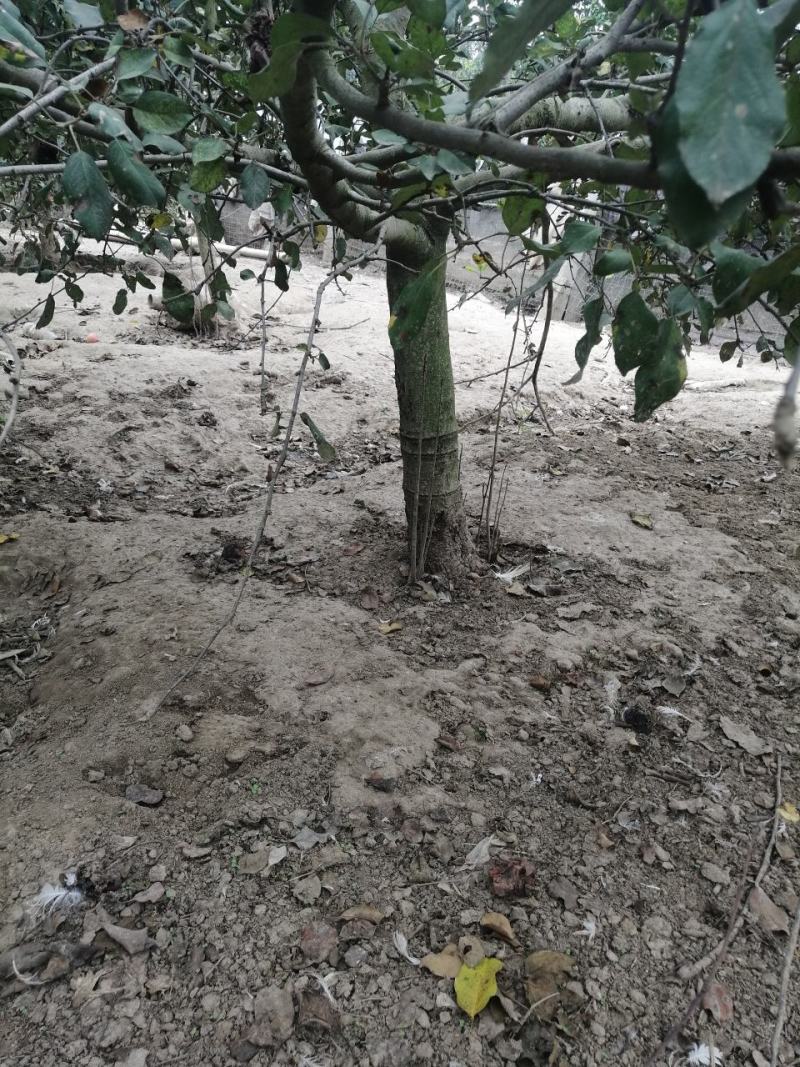 七年苹果树有要的请联系我