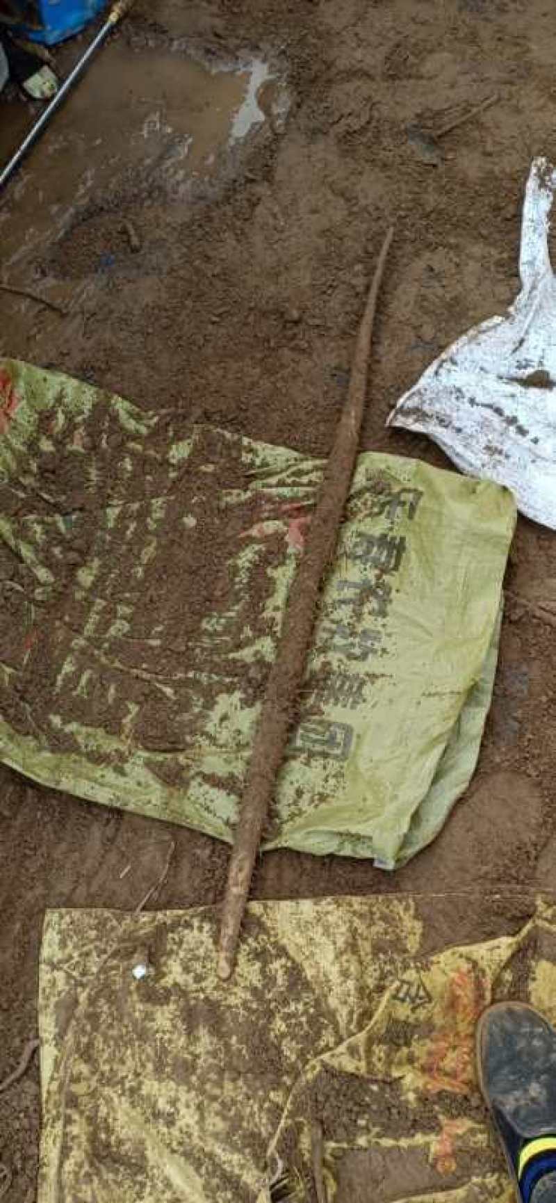 精选小白嘴山药，独根立，铁棍儿，麻药，紫药，白玉品种多，