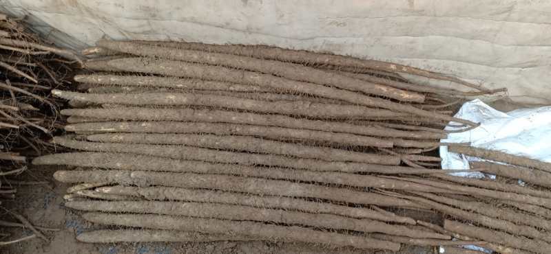 精选小白嘴山药，独根立，铁棍儿，麻药，紫药，白玉品种多，