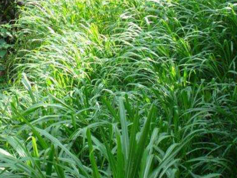 苏丹草种子，进口原装苏丹草种子高产牧草品种种子