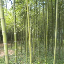 竹类、刚竹1一4公分