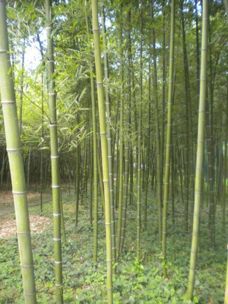 竹类、刚竹1一4公分