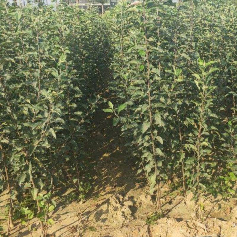 云南昭通苹果树苗，红露，瑞雪，维纳斯，新世纪，黑卡冰糖心