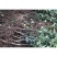 云南昭通苹果树苗，红露，瑞雪，维纳斯，新世纪，黑卡冰糖心