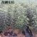 云南昭通苹果树苗，红露，瑞雪，维纳斯，新世纪，黑卡冰糖心