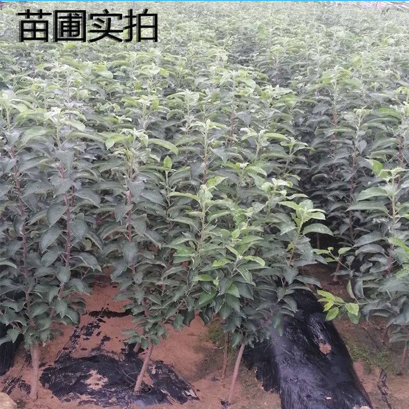 云南昭通苹果树苗，红露，瑞雪，维纳斯，新世纪，黑卡冰糖心