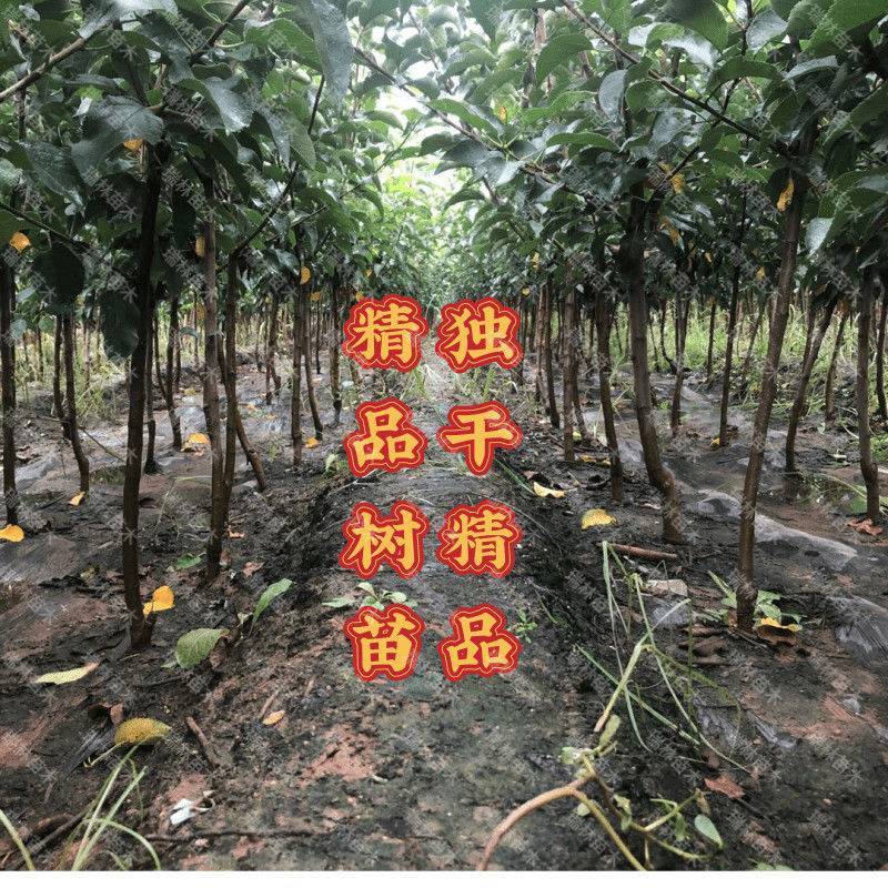 云南昭通苹果树苗，红露，瑞雪，维纳斯，新世纪，黑卡冰糖心