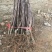 云南昭通苹果树苗，红露，瑞雪，维纳斯，新世纪，黑卡冰糖心