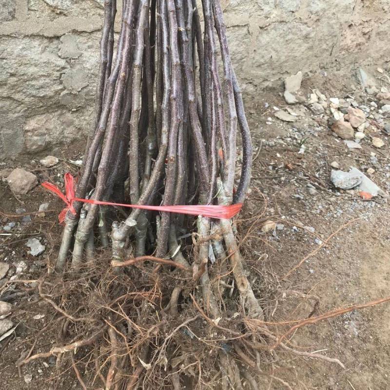 云南昭通苹果树苗，红露，瑞雪，维纳斯，新世纪，黑卡冰糖心