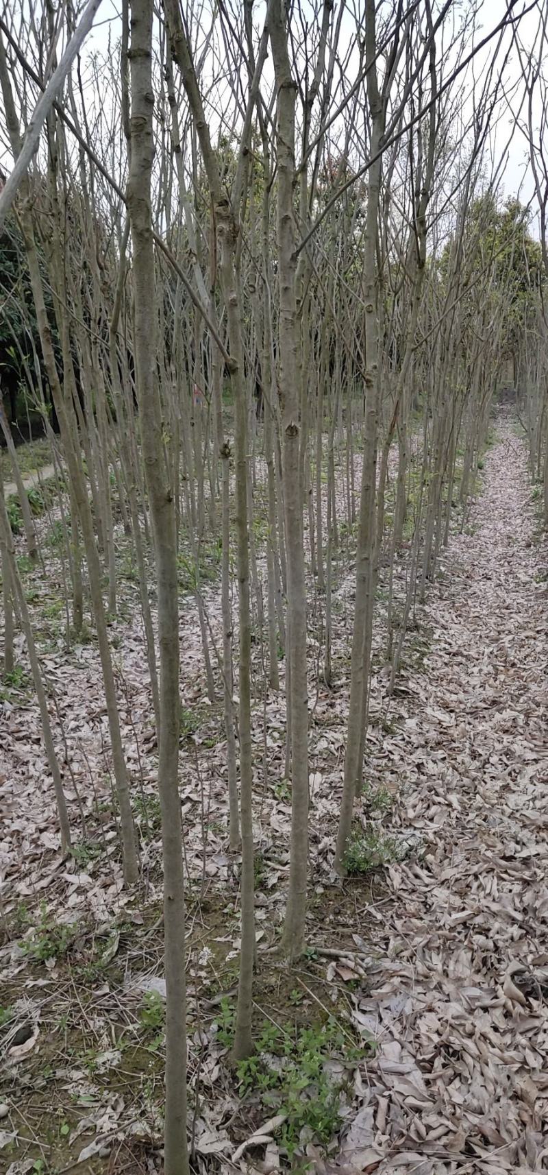 无患子，3-5公分直杆，基地直发量大从优欢迎老板联系