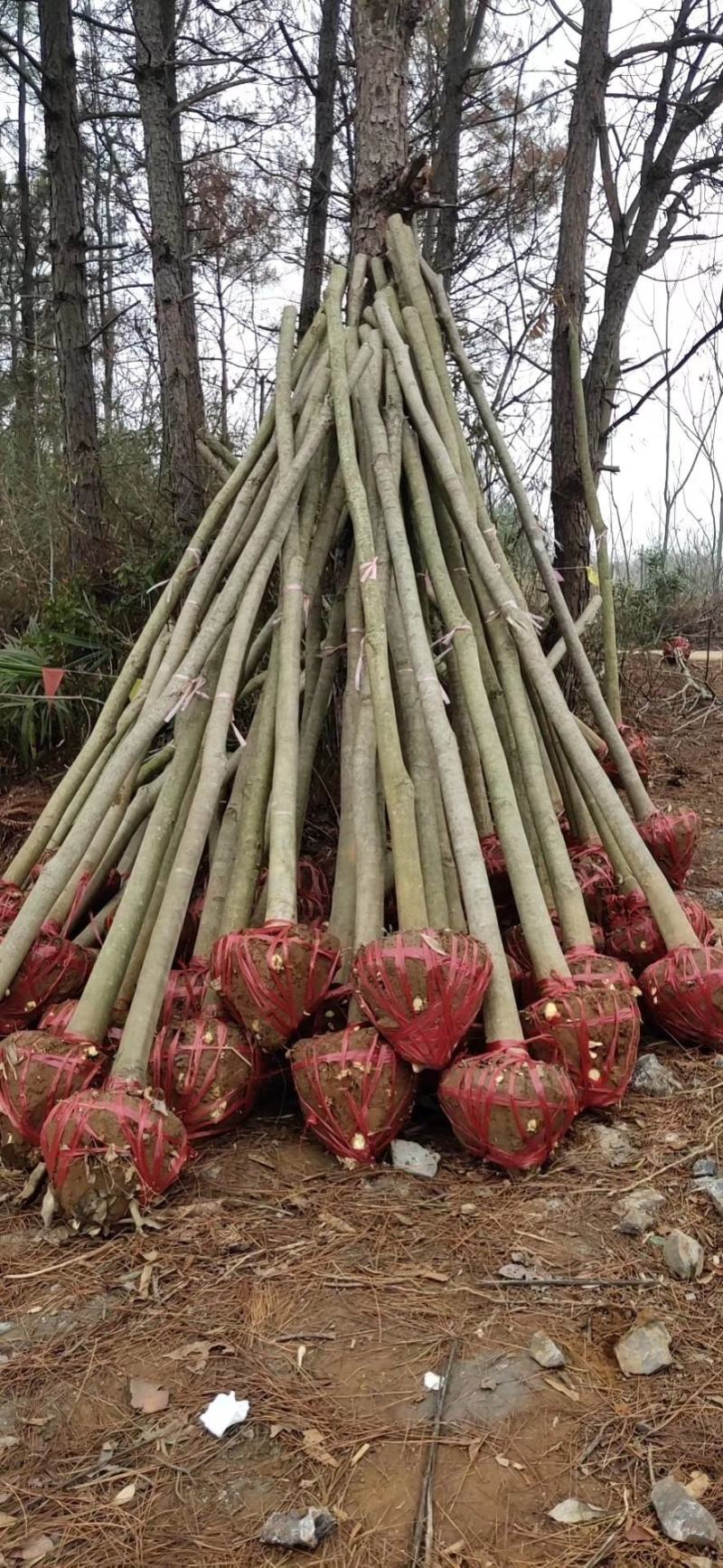 无患子，3-5公分直杆，基地直发量大从优欢迎老板联系