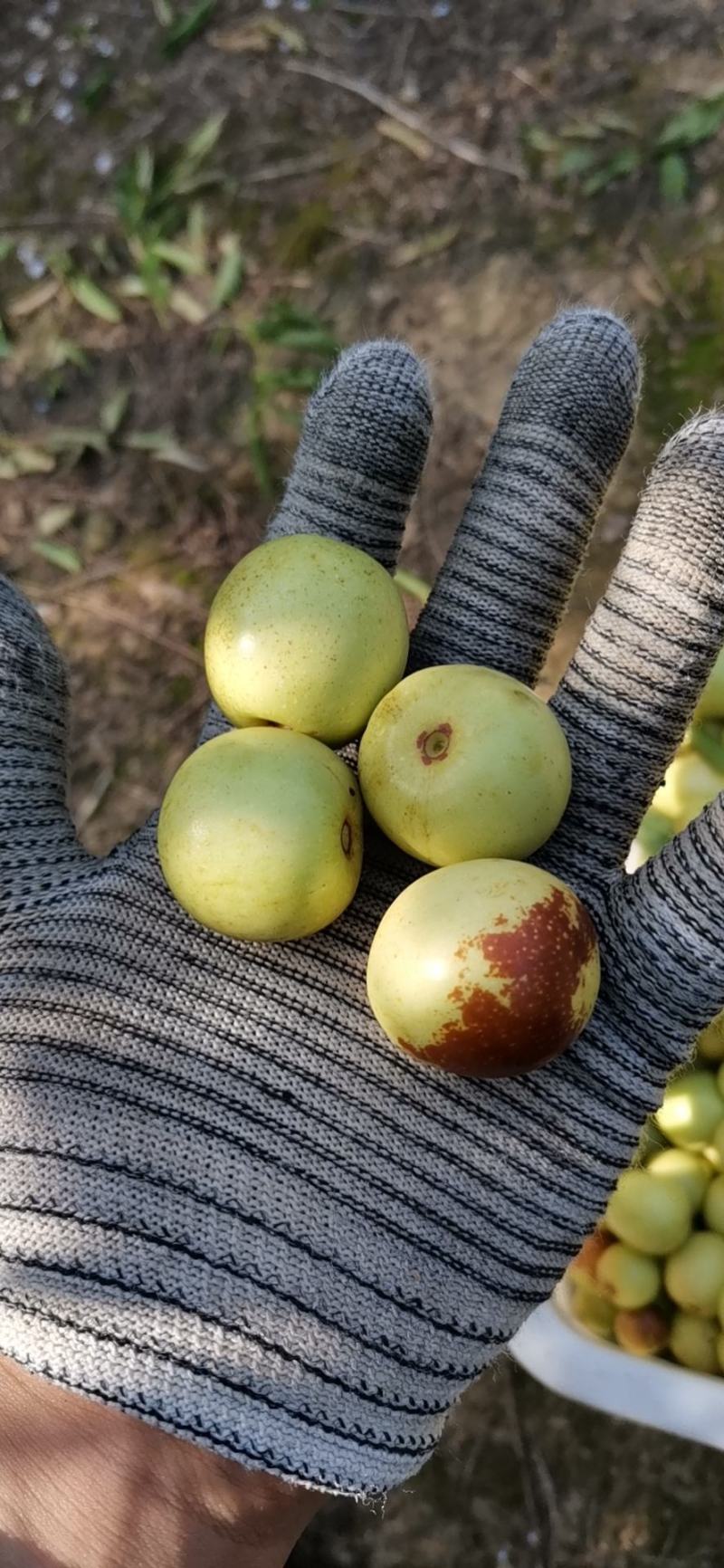 沾化冬枣新鲜包邮山东大枣脆甜水果当季现摘现发红枣青枣
