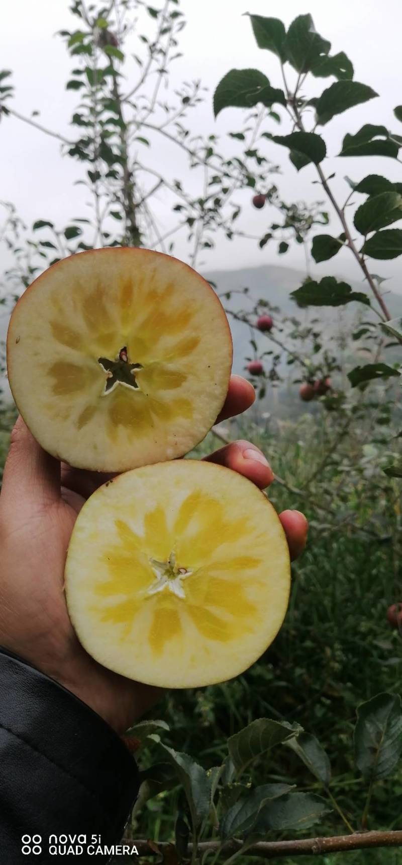 昭通糖心丑苹果代办，电商，团购。一件代发线上线下供应链
