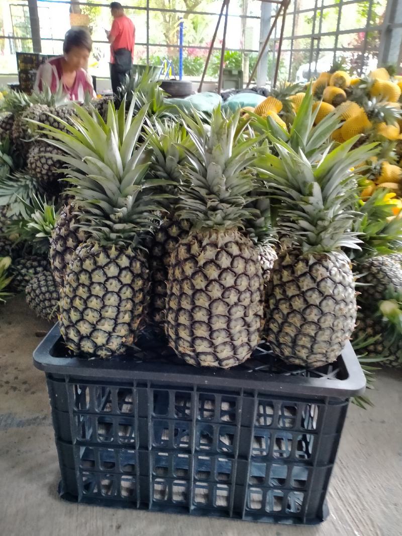 （西双版纳凤梨），无眼菠萝，香水菠萝，牛奶菠萝产地直发