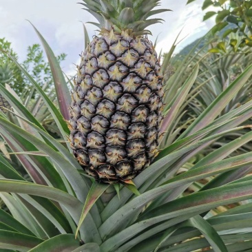 （西双版纳凤梨），无眼菠萝，香水菠萝，牛奶菠萝产地直发