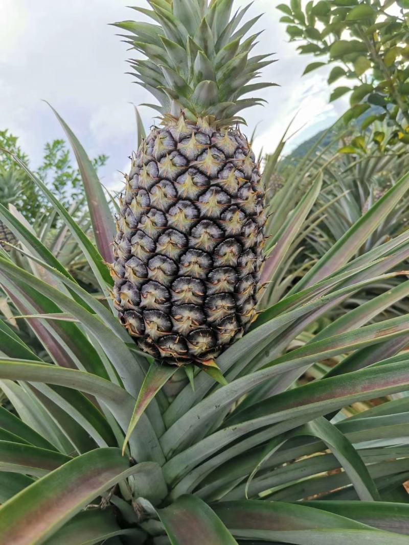 （西双版纳凤梨），无眼菠萝，香水菠萝，牛奶菠萝产地直发