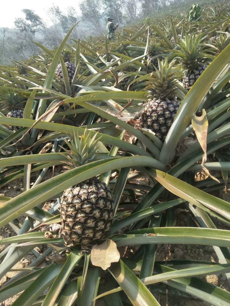 （西双版纳凤梨），无眼菠萝，香水菠萝，牛奶菠萝产地直发